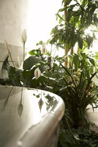 阿斯科利皮切诺100多丽住宅酒店的一间位于客房内的带水槽和植物的浴室