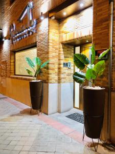 马德里格兰纳德旅馆的建筑物前两株盆栽植物