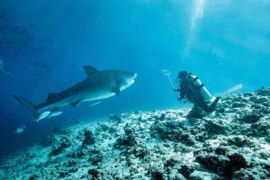 FuvahmulahTiger Shark Residence & Dive的相册照片