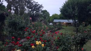 克拉伦斯Periwinkle Grove Cottage的花卉园,建筑背景