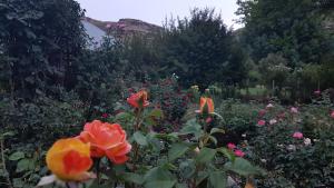 克拉伦斯Periwinkle Grove Cottage的种有玫瑰和其他花卉的花园