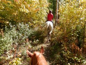 泰特若讷卡什米卡山山林小屋及小木屋的骑马在树林中走的人