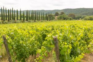 里帕尔贝拉Relais La Pieve Vecchia的葡萄园,种植了绿色葡萄,设有围栏