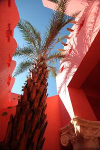 南湾阿飞冲浪旅店3馆-北飞旅店的棕榈树坐在红墙旁边