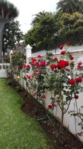 拉奥罗塔瓦Studio Heidi的白色墙壁上一排红玫瑰