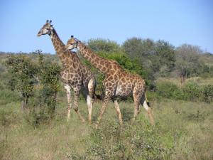 马里兰佩斯塔纳克鲁格旅舍的两支长颈鹿在草地上行走