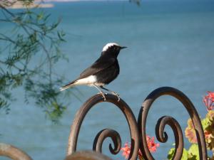 瓦尔扎扎特图尔马琳住宿加早餐旅馆的鸟坐在金属栅栏上