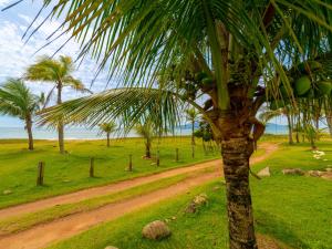卡拉瓜塔图巴佩黑沙娜望厦宾馆的土路的田地里的棕榈树