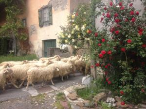 拉兰Gite Cap de la Hont的一群羊沿着建筑物旁边的一条路上走着