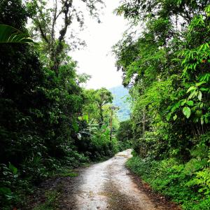 坎布里Casa Bacarirá - Floresta com Yoga e Café da Manhã Vegano的森林中间的土路