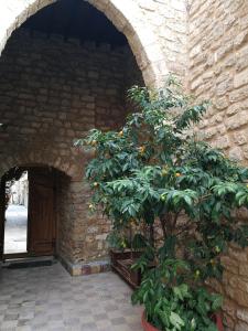 提尔Dar Camelia的一座橘子树,坐在建筑旁边的拱门上