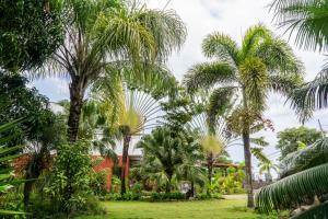 圣多美Emoyeni Gardens的公园里的一棵棕榈树