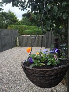 多诺赫Foxy's Den Dornoch的花园里盛满鲜花的篮子