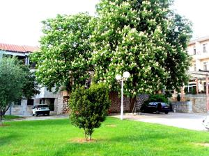 特雷比涅莱奥塔尔酒店的院子里一棵花白的树