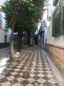 塞维利亚Apartamentos Flamenco B&B的一条有树和建筑的空街道