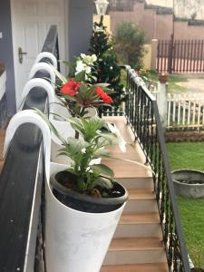 乌提Aanvis inn的栏杆上一排盆盆栽植物