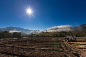 Ban Mae Pan NoiKowitFarmstay的天空中阳光的田野