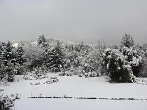圣卡洛斯-德巴里洛切Ailín Maiá Apartamentos Casa de Montaña的雪覆盖的森林的黑白照片
