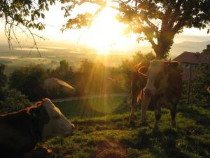 菲施巴豪Koglhof的两头奶牛站在一片阳光灿烂的田野里