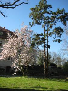 Gartenzimmer im Schloss Neuhausen外面的花园