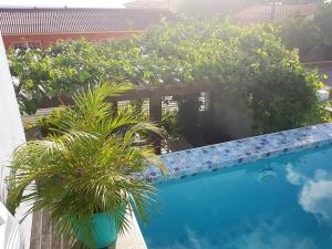 威廉斯塔德库拉索旅馆的享有游泳池的景色,游泳池种植了植物