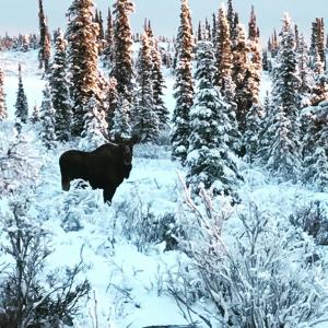格伦纳伦Lake Louise Lodge, Alaska的站在雪覆盖的森林中的黑牛