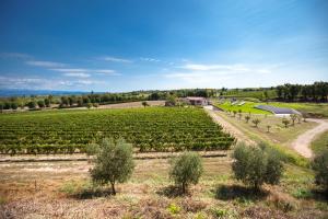 波佐伦戈COBUE "Wine resort & Spa"的享有葡萄园树木和谷仓的空中景致
