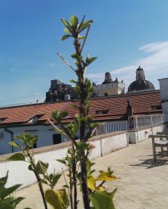 伊斯基亚Terrazzo 73的建筑物屋顶上的植物