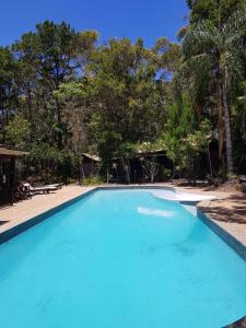 拜伦湾拜伦湾热带雨林度假酒店的一个种有树木的大型蓝色游泳池