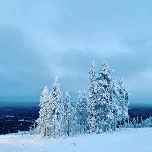 SuomutunturiChalet Suomukka的山顶上一团雪覆盖的树木