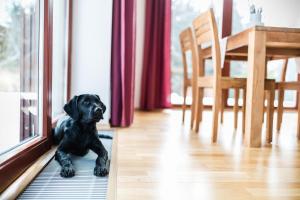新比斯特日采Amenity Resort Česká Kanada的一只黑狗躺在窗边的地毯上