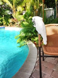 劳德代尔堡Calypso Inn Wilton Gay Male Resort的坐在游泳池旁椅子上的白鸟