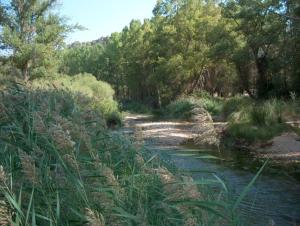 Casas de BenítezCasa Rural Parajes del Júcar的一条长着高草的河,毗邻森林