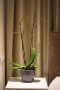 地拉那奥雷斯蒂中心酒店的桌子上黑锅里的绿色植物