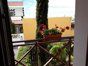 蒂约那Mi Rincon en La Pedrera的阳台上放着一壶鲜花