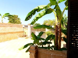 托雷拉皮罗VilletteDelSol的围栏旁一个盆里的香蕉树