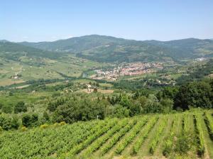 鲁菲娜Agriturismo Prato Barone的从山丘上可欣赏到葡萄园的景色