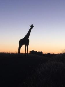 VoigtlandWindhoek Rural Self Catering的长颈鹿在日落时站在田野里