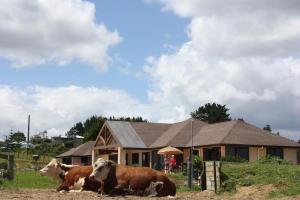 库珀海滩High Ridge House的两头奶牛躺在房子前面的草上