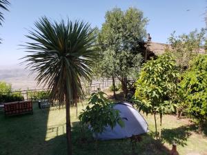 拉利贝拉Top Twelve Hotel - Lalibela的棕榈树花园中的白色帐篷