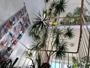 都伦-埃菲尔希尔格斯酒店的楼梯上一组盆栽植物