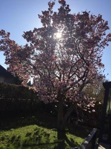 格拉茨RELAX APPARTEMENT - Graz的院子里的树,太阳在后面