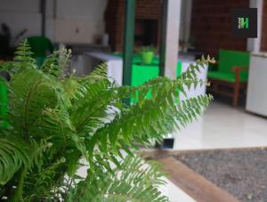 恩卡纳西翁Helecho's Hostal的绿树在房间中间