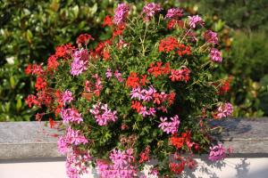 蒙卡尔沃Villa Patrizia的长凳上一束粉红色的鲜花