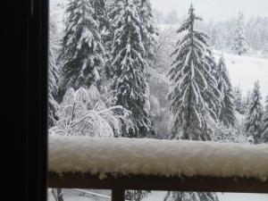 布拉索夫卡萨安卡精品酒店 的从窗户可欣赏到积雪覆盖的森林景色