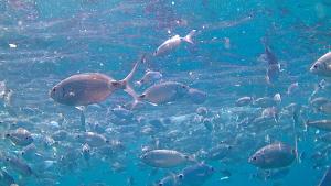 坎尼吉翁斯卡尼扎斯梅拉尔达船屋的水中一大群鱼
