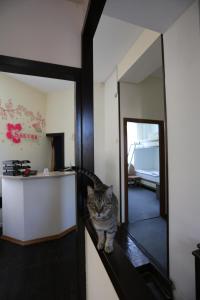 费尔干纳Sakura Inn的坐在镜子前的柜台上的猫