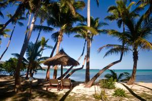 Tavewa椰子海滩度假村的海滩上的一棵棕榈树
