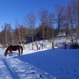 FraizeLe Gîte du Cheval Blanc的两匹马在雪覆盖的田野里放牧