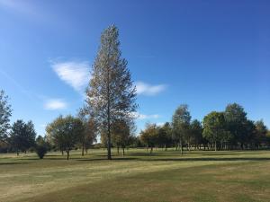 银石Silverstone Golf Club And Hotel的田野中间的树
